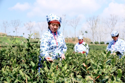 阳春三月采茶忙